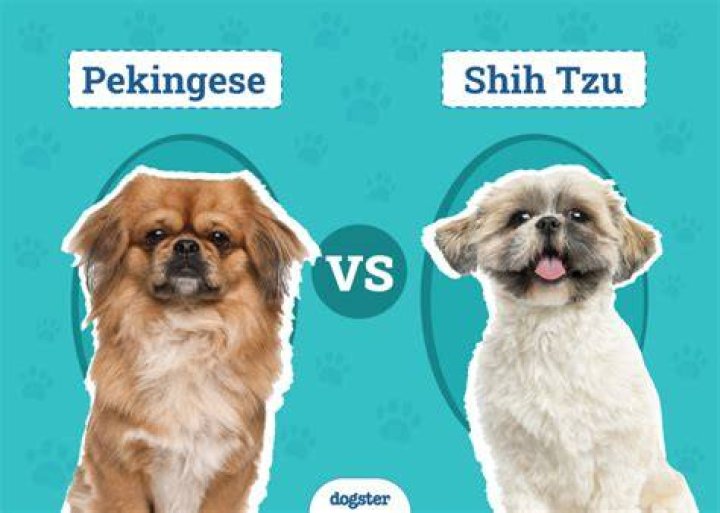 Are Pekingese and Shih Tzu related?