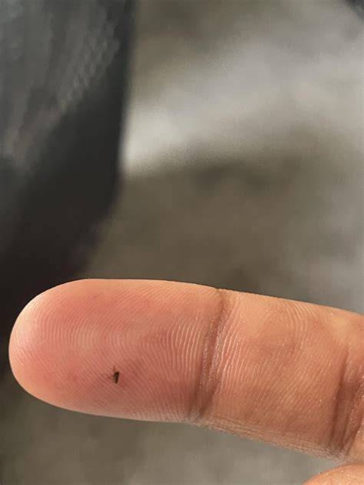 What are little tiny black bugs?