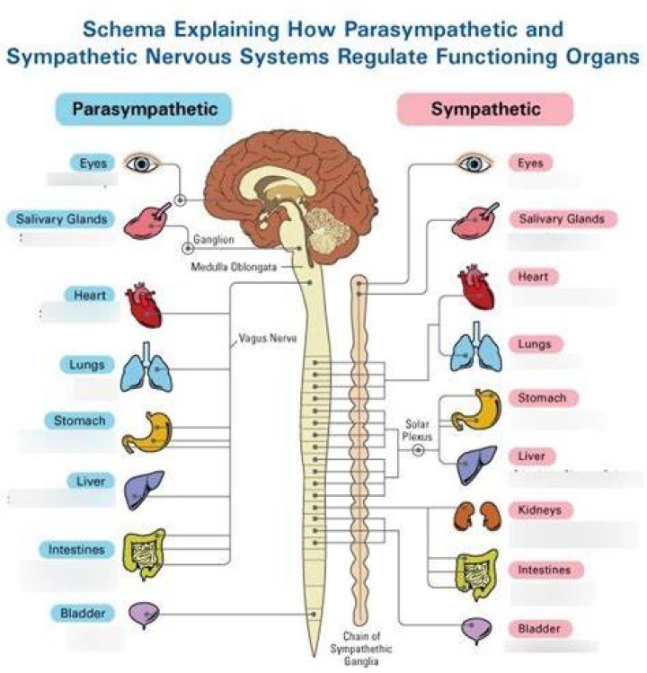 What are the effector organs?